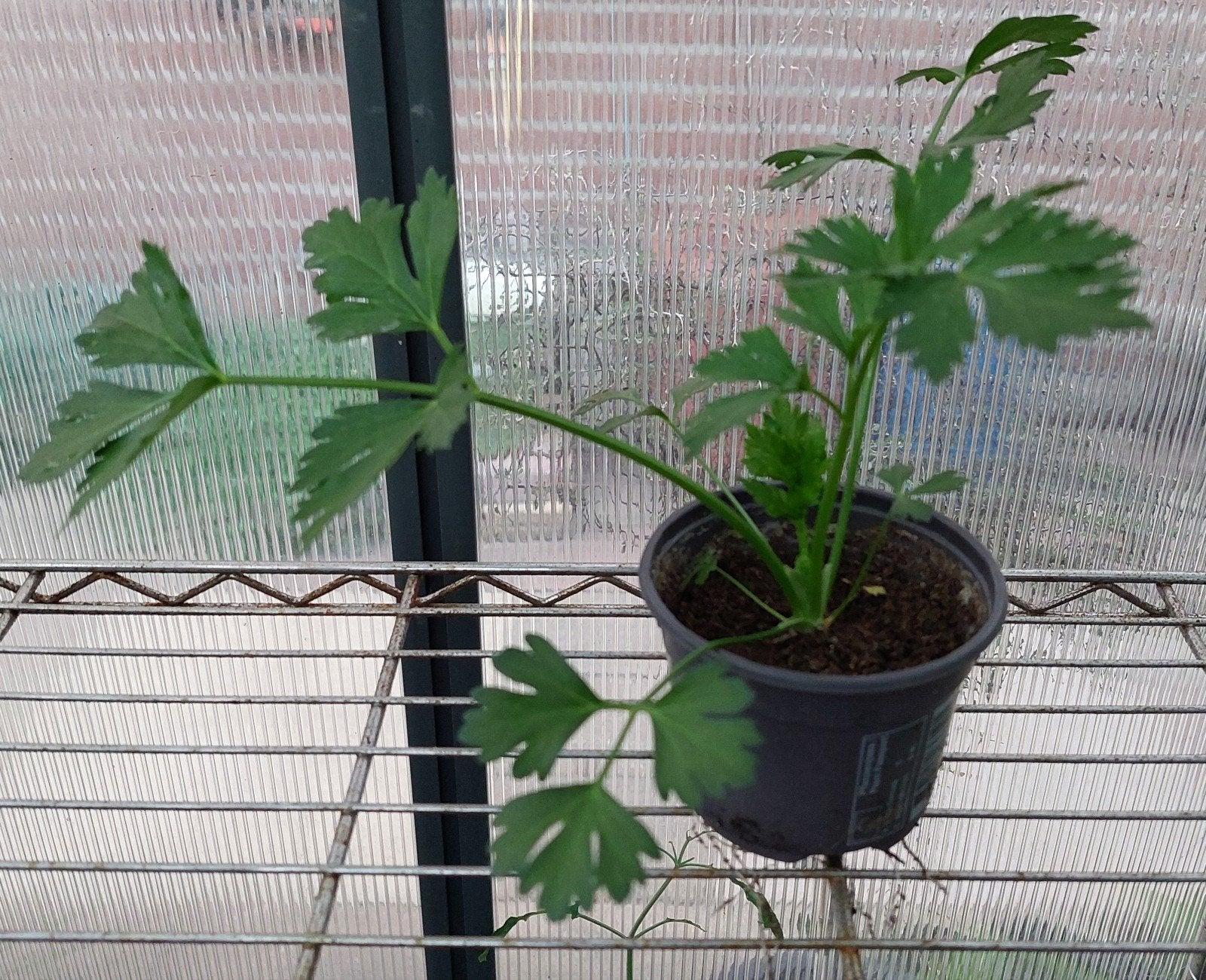 Verse Selderij Plantjes - Ideaal voor uw moestuin, Ophalen, Volle zon, Groenteplanten, Bloeit niet