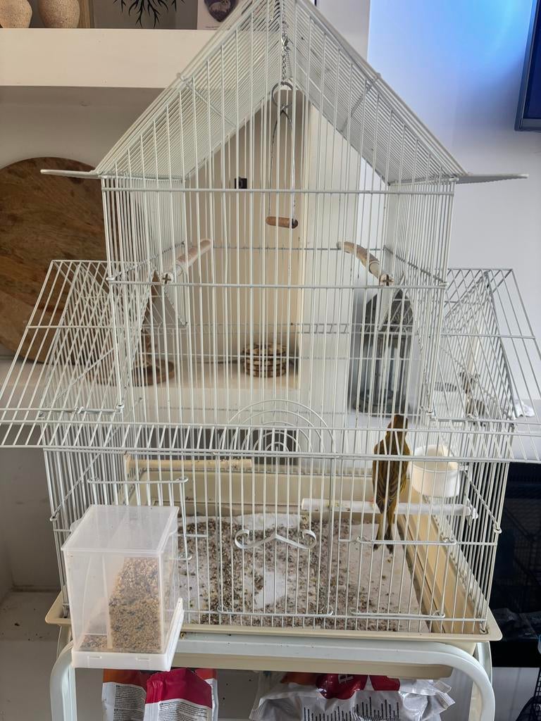 Kanarie mannetje met kooi, Dieren en Toebehoren, Vogels | Kanaries, Mannelijk, Zangkanarie