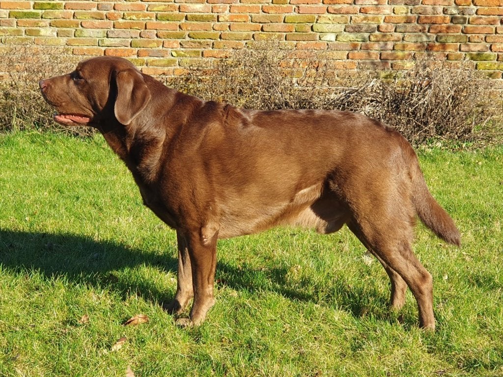 Dekreu Labrador, Dieren en Toebehoren, Honden | Dekreuen, 6 jaar of ouder, Rabiës (hondsdolheid), Reu, Eén hond