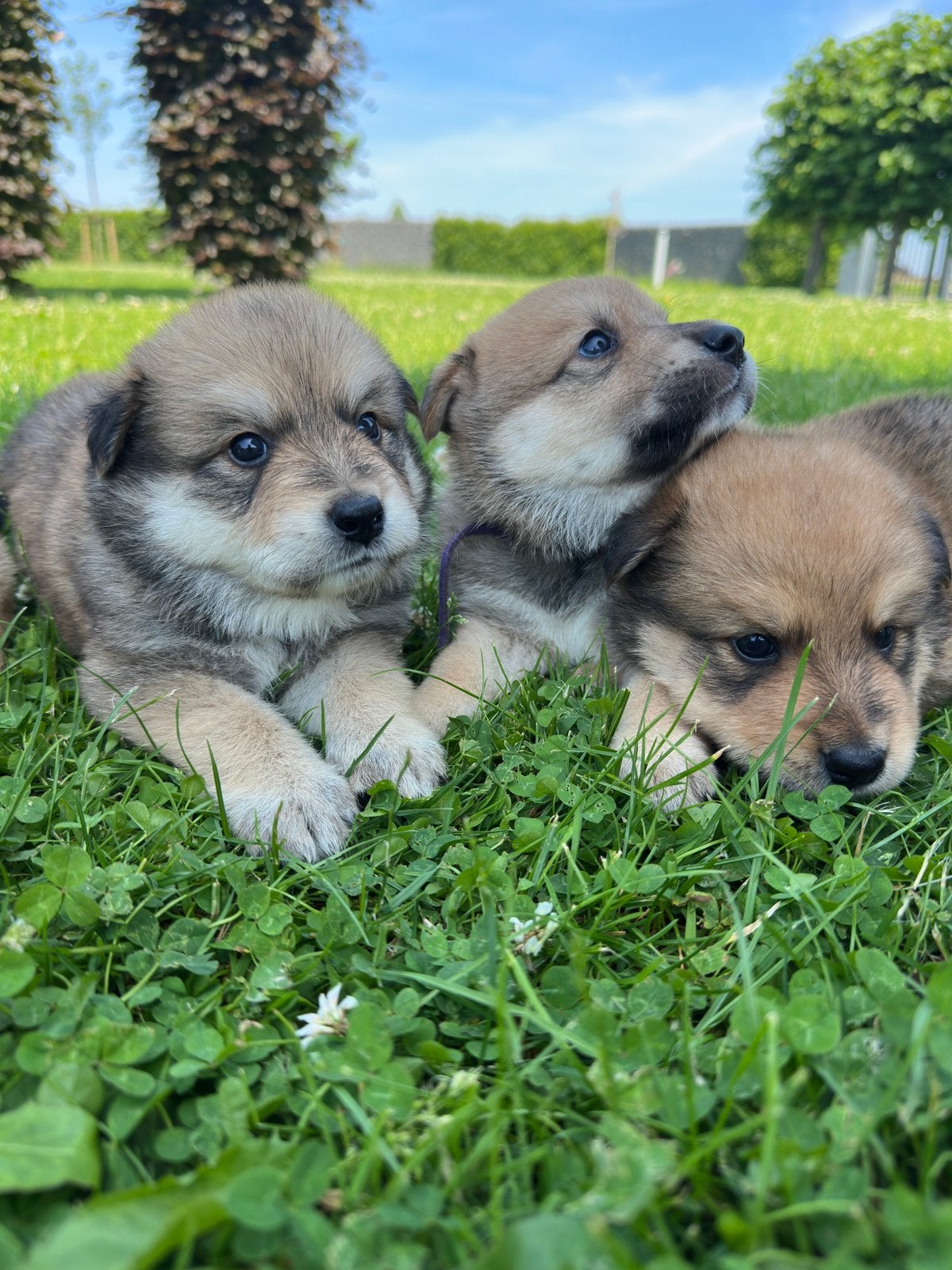 Pup Eurasiër / Herdermix, Dieren en Toebehoren, Parvo, Overige rassen, 8 tot 15 weken, Meerdere