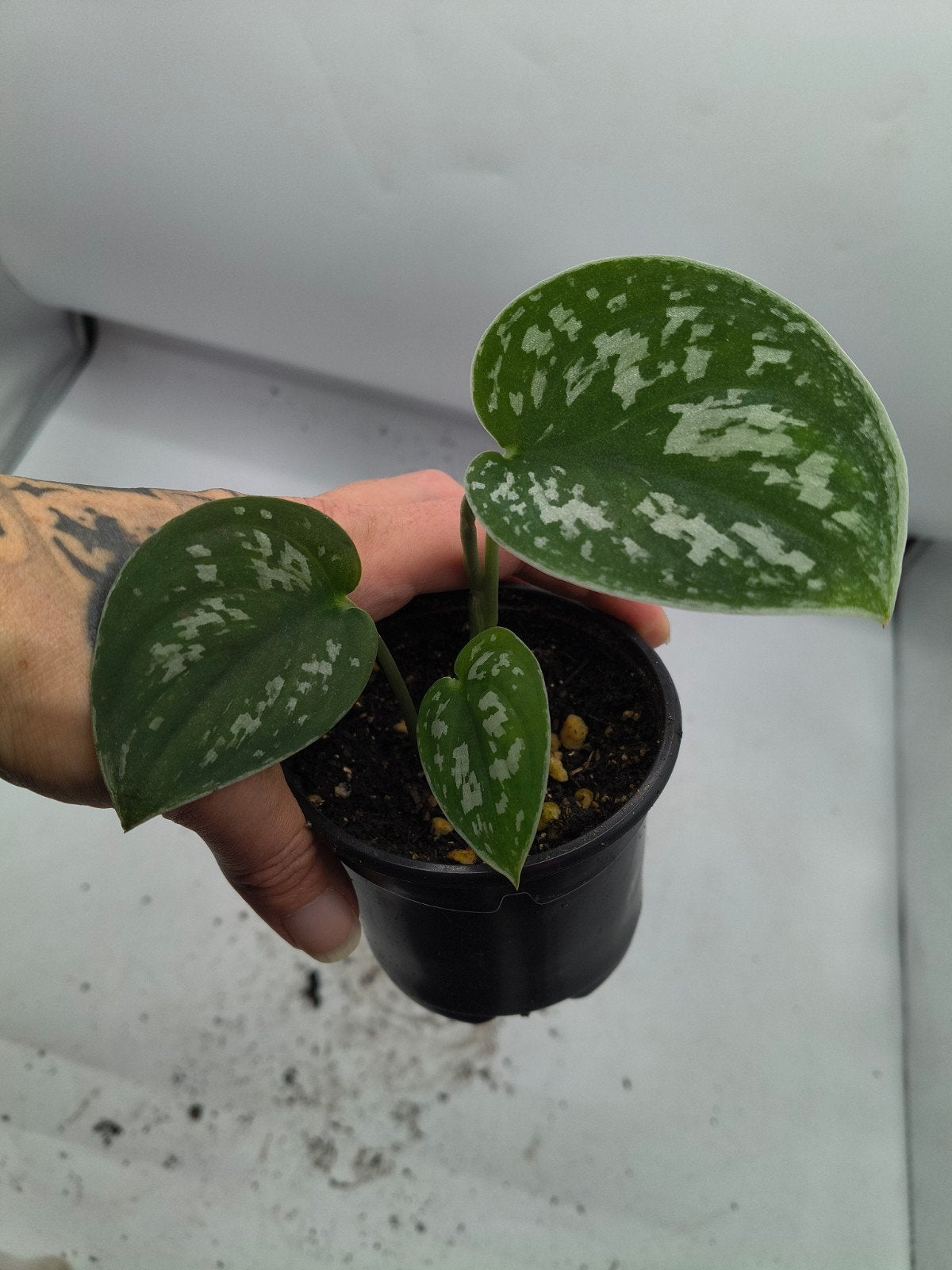 Scindapsus Argyraeus Dark Form plant, Ophalen of Verzenden, Halfschaduw, Minder dan 100 cm