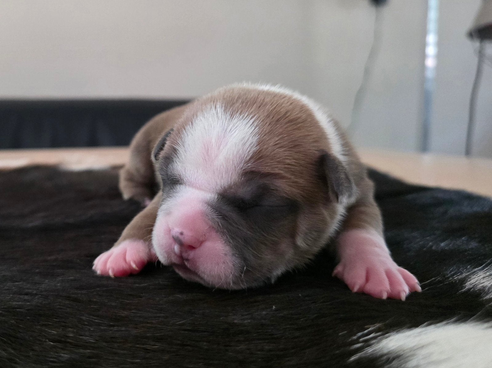 30-06-2026 Geboren american bully pocket bully, Dieren en Toebehoren, Honden | Bulldogs, Pinschers en Molossers, 8 tot 15 weken