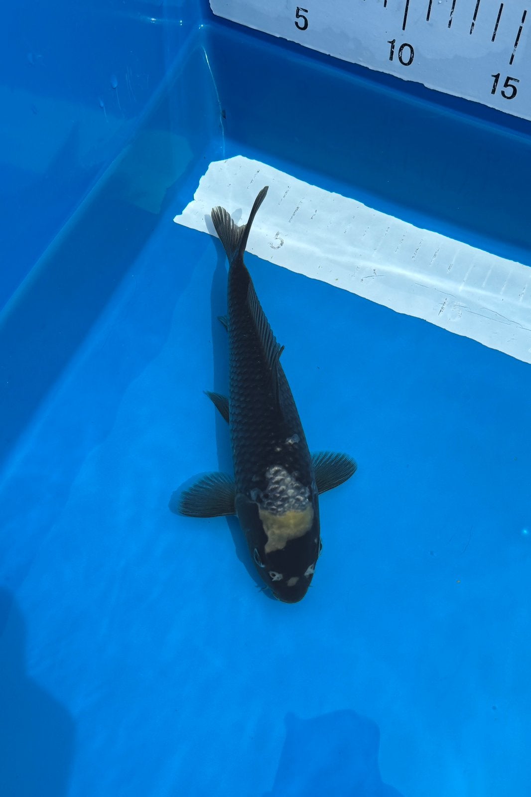 VHQ Matsukawabake Tosai 22 CM, Dieren en Toebehoren, Karper of Koi