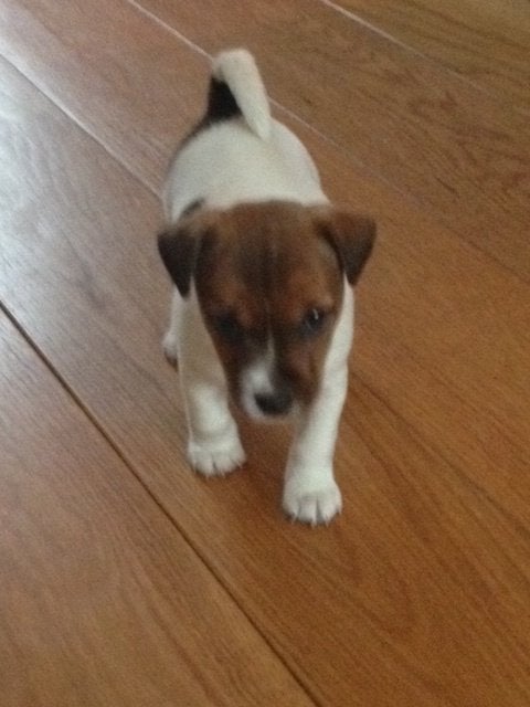 Gezocht: Jack Russell pup (teefje), Jack Russell Terriër, 8 tot 15 weken, Teef, Eén hond