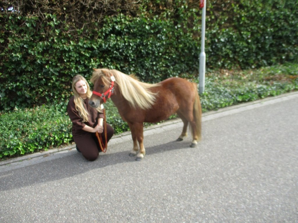 Brave shetlander shetlandmerrie merrie 96 cm., Merrie