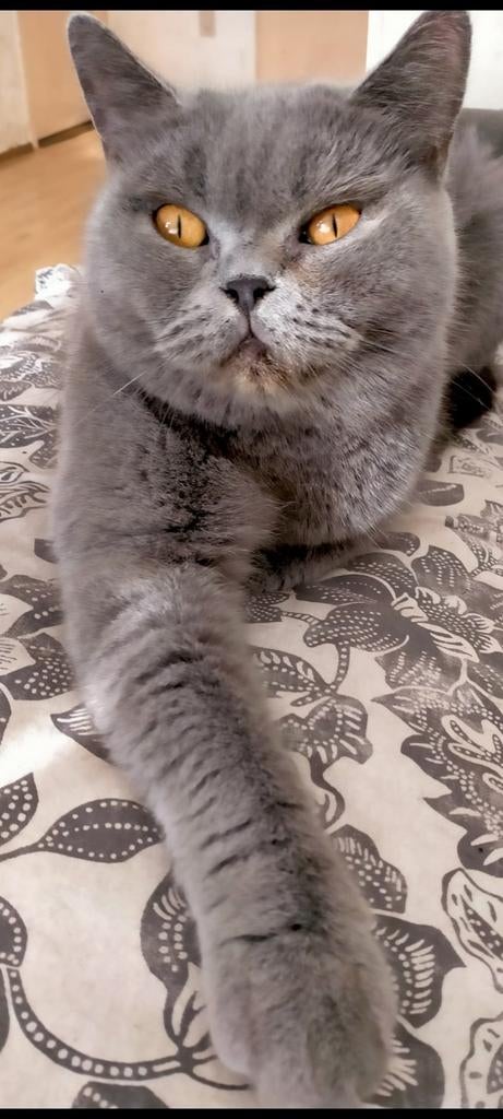 ragdoll/brits korthaar kitten, Dieren en Toebehoren, Katten en Kittens | Raskatten | Korthaar, Meerdere dieren, Ontwormd, 0 tot 2 jaar
