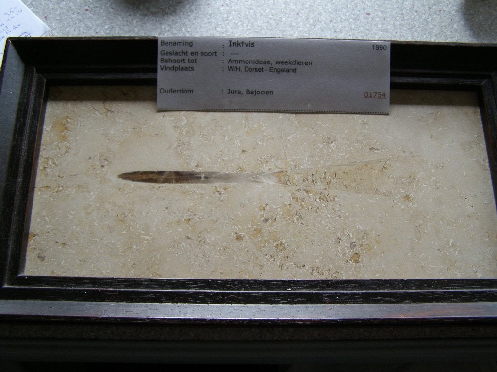 Plaat kalksteen Belemniet Jura, Ophalen of Verzenden, Fossiel
