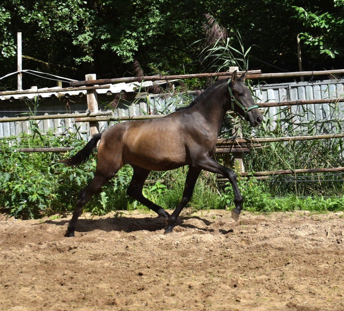 Foto 9 van jonge veelbelovende pre paarden ELITE PAPIEREN