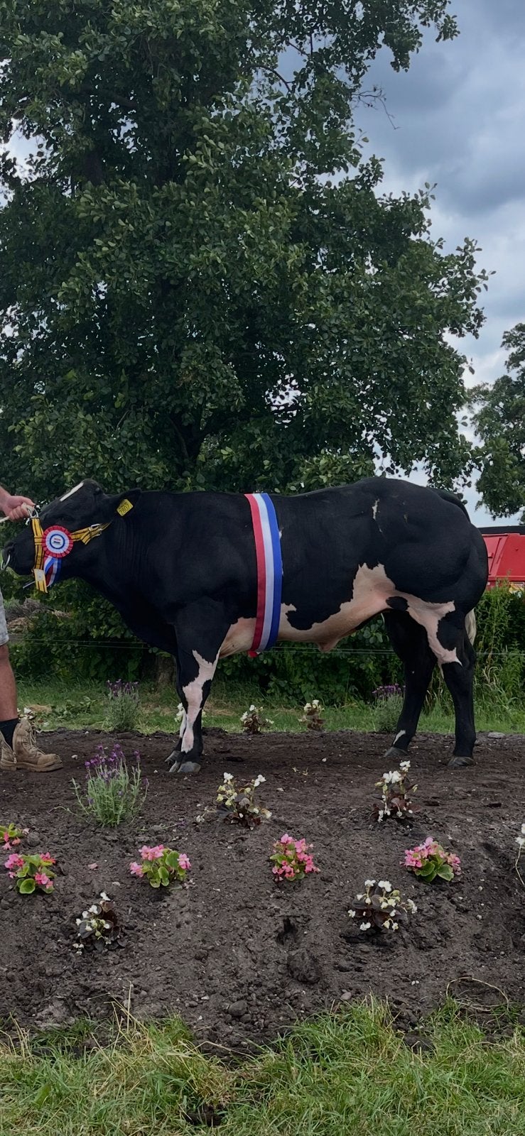 Zwart bonte dikbil  stier, Mannelijk