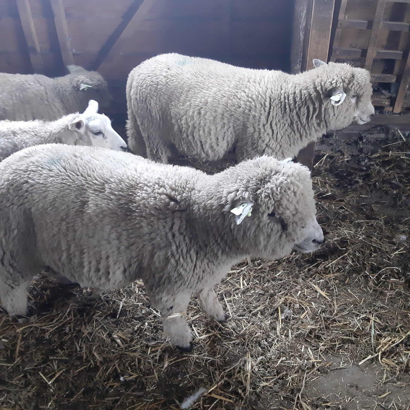 te koop Ryeland schaap  en 2 rammen, Mannelijk, Schaap