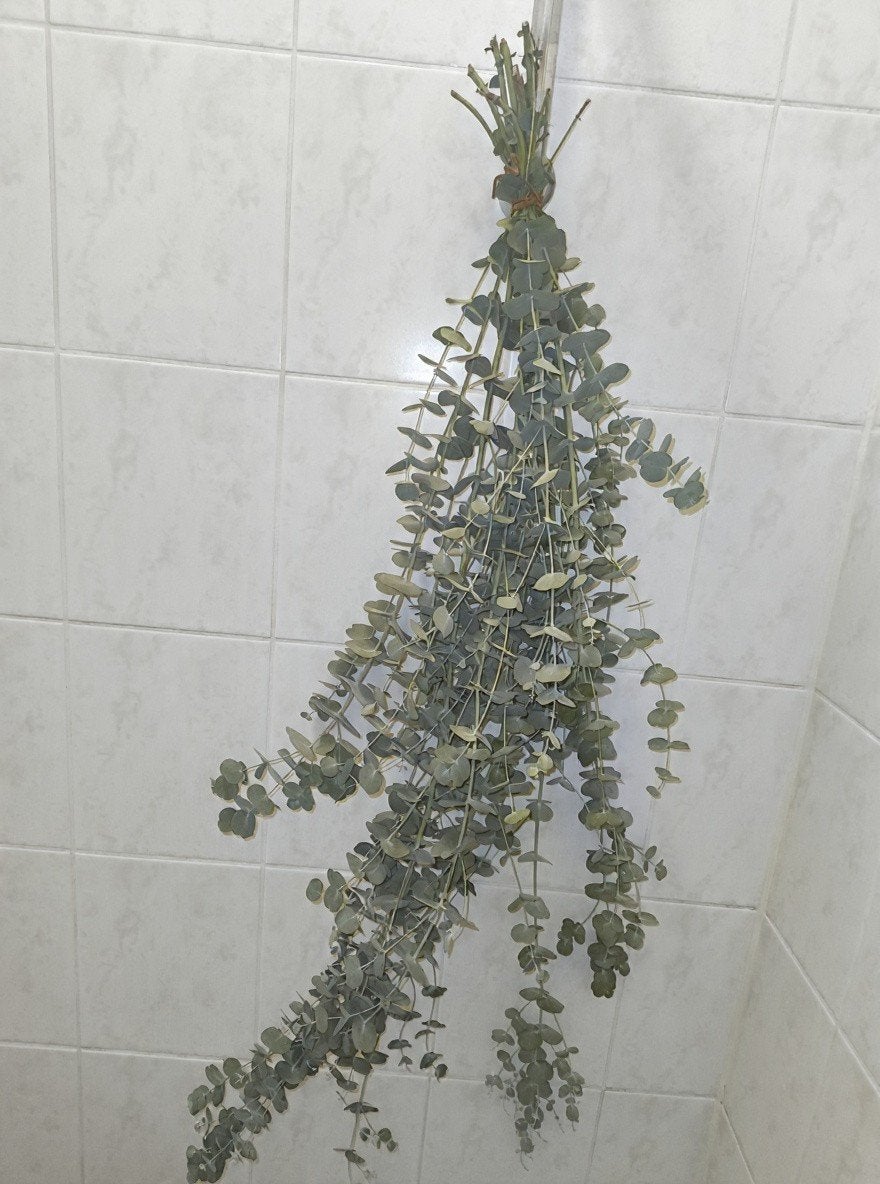 Verse Eucalyptus Bundel voor Douche of Decoratie (10 stuks), Volle zon, Vaste plant, Bloeit niet, Ophalen