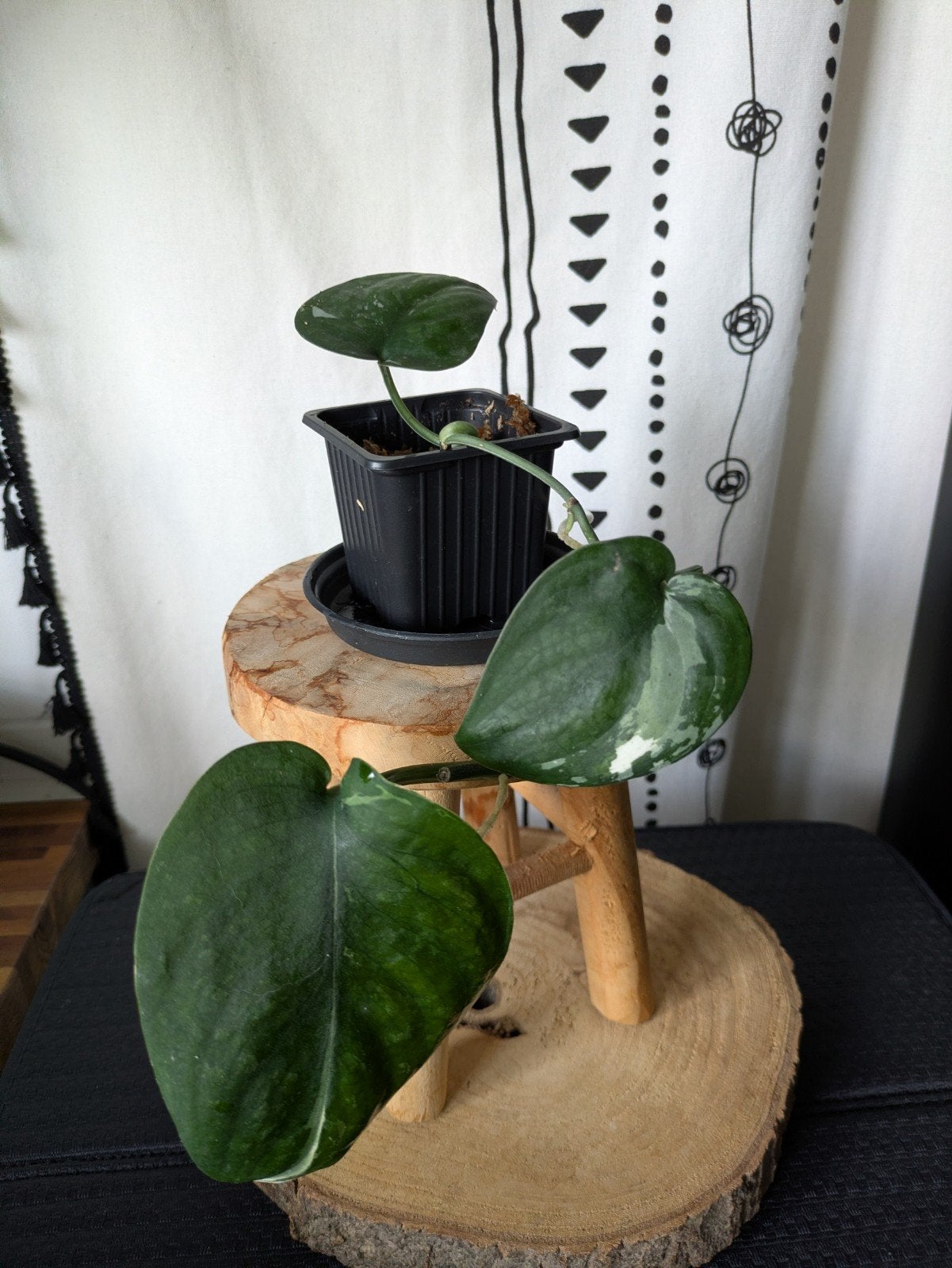 Scindapsus Jade Satin variegata, Ophalen of Verzenden, Halfschaduw, Minder dan 100 cm
