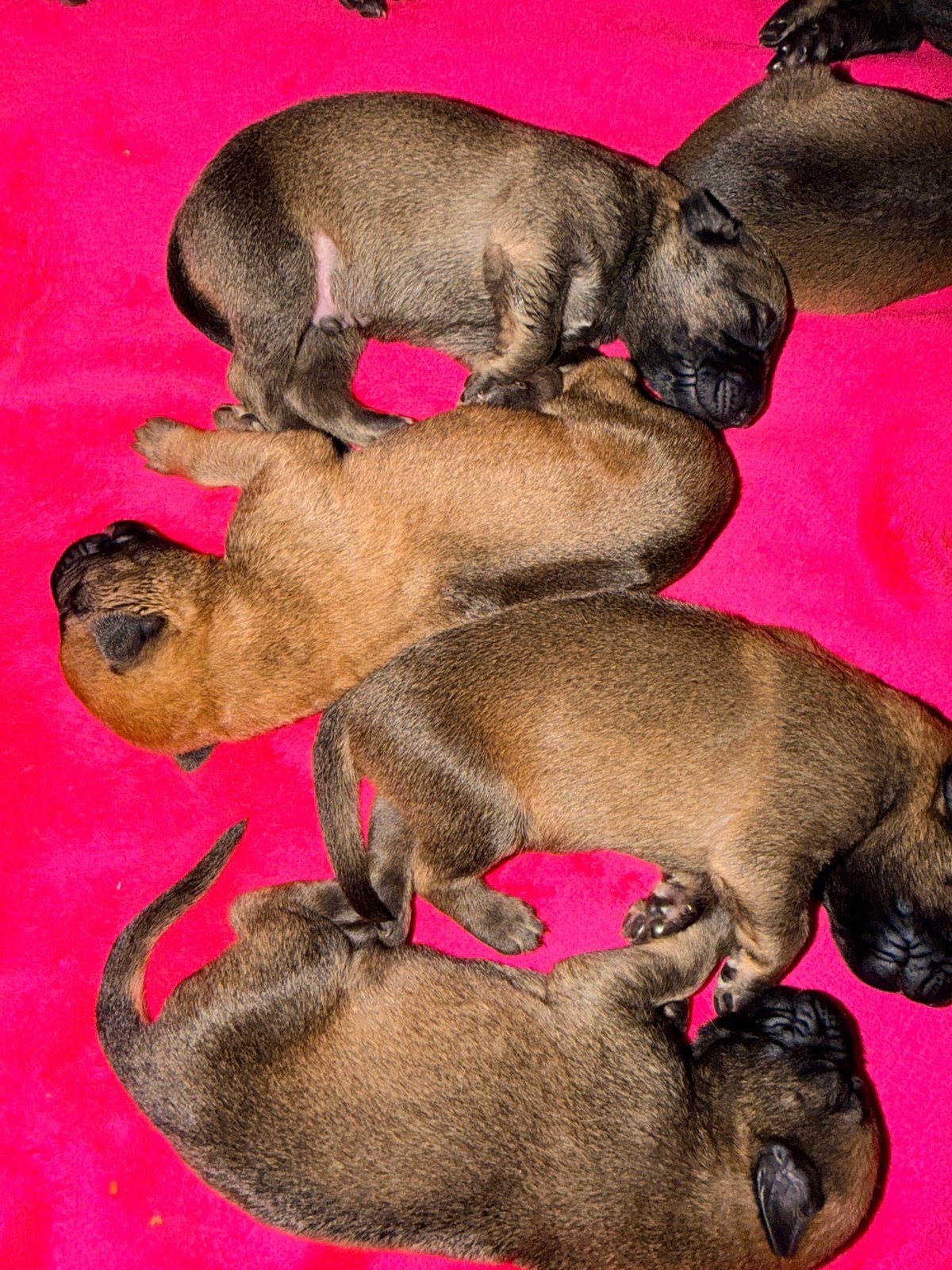 PRACHTIGE PUPPY’S TE KOOP kruising Rhodesian/Duitse Herder, 8 tot 15 weken, Meerdere, Meerdere dieren, Klein