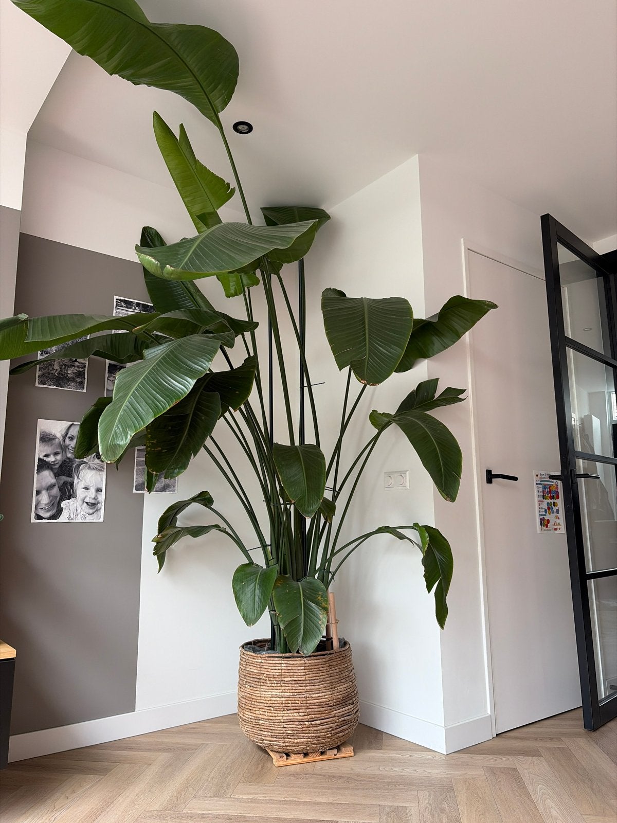 Grote Strelitzia Nicolai (Paradijsvogelplant) - 238cm, Ophalen, 200 cm of meer, Overige soorten, In pot
