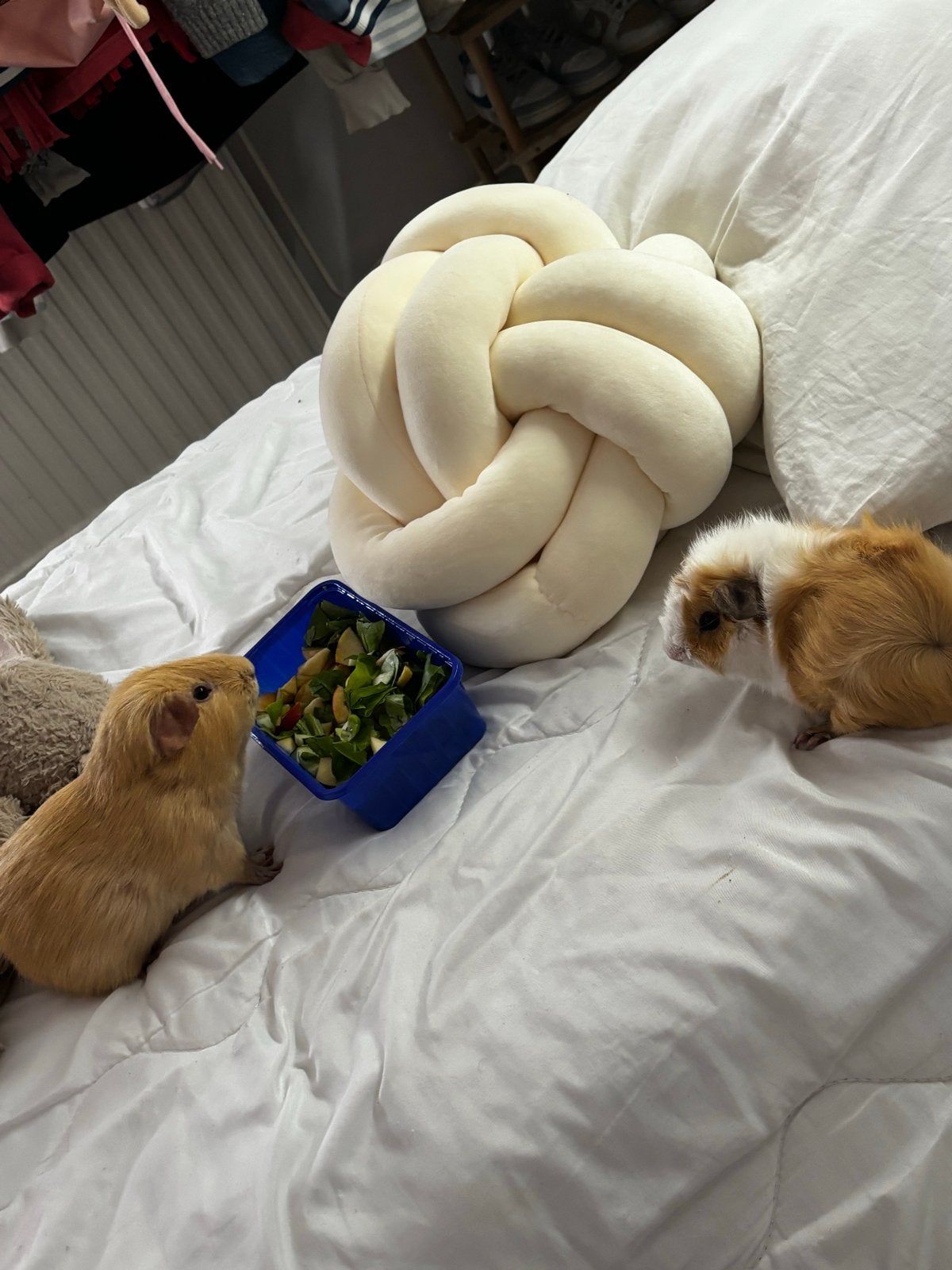 Oppas gezocht voor mijn cavia’s, Cavia, Mannelijk, Januari, Tam