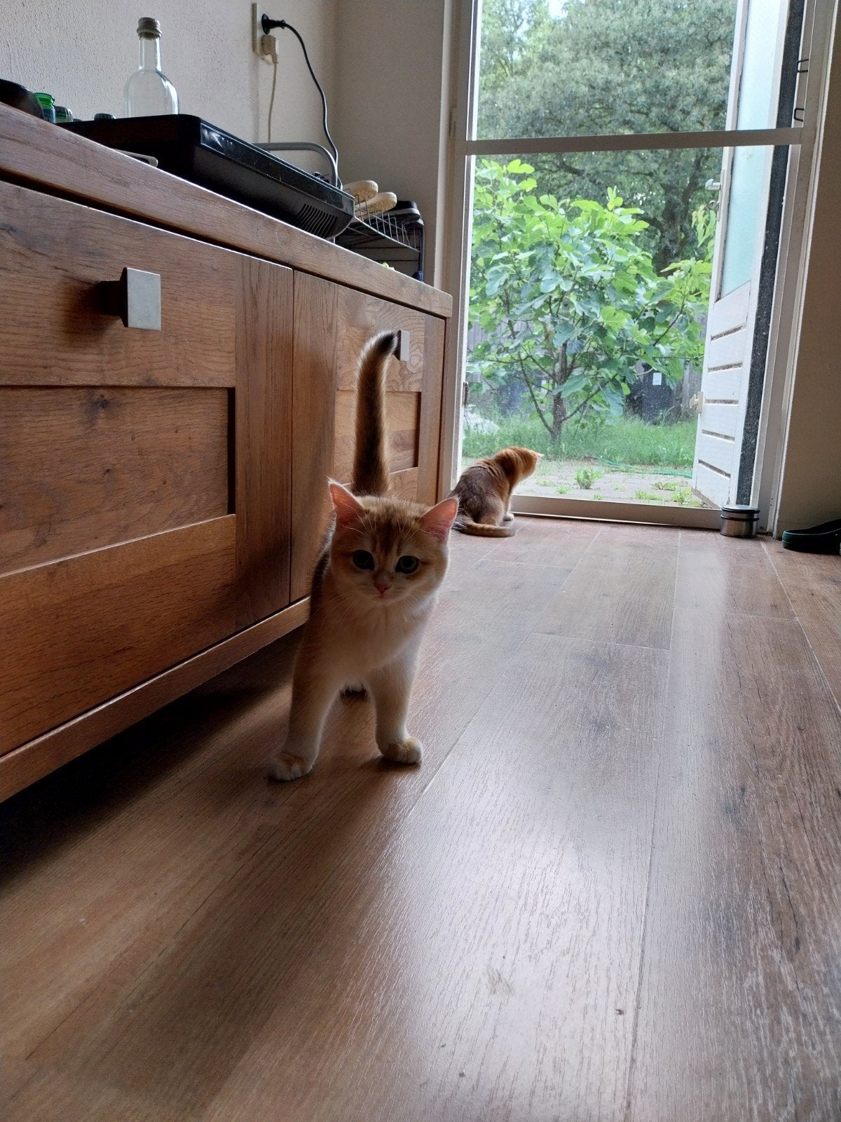 BKH Golden Shaded katerje, Kater, Ontwormd, 0 tot 2 jaar