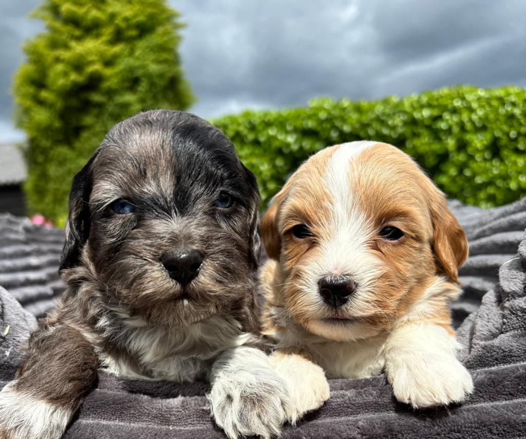 Boomer x Labradoodle mini pups, Nederland, Overige rassen, 8 tot 15 weken, Meerdere