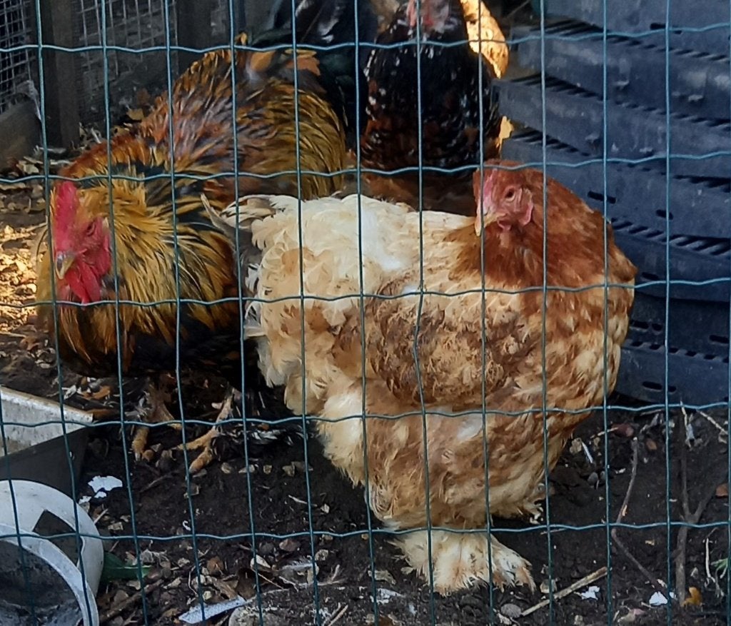 RUIL OF KOOP koppel cochins groothoen, Meerdere dieren, Kip