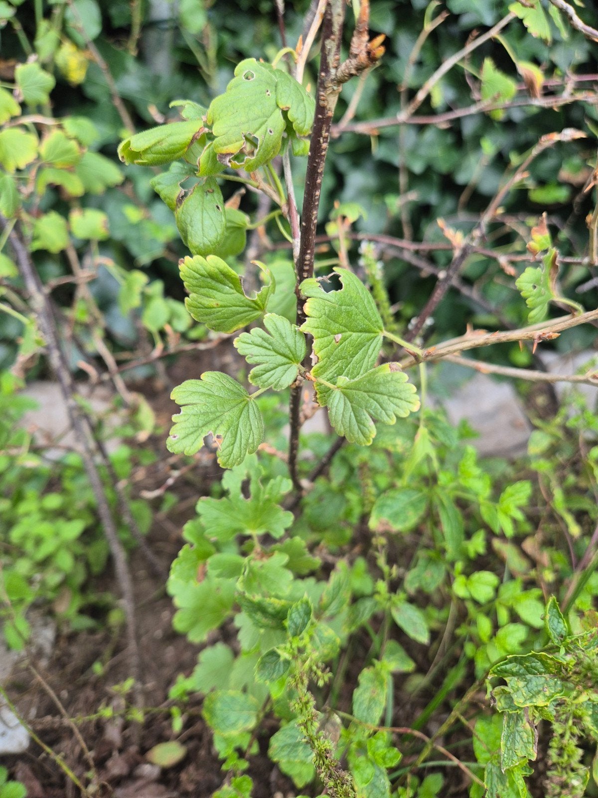 kruisbessen struiken 5x, Ophalen, Overige soorten, Volle zon