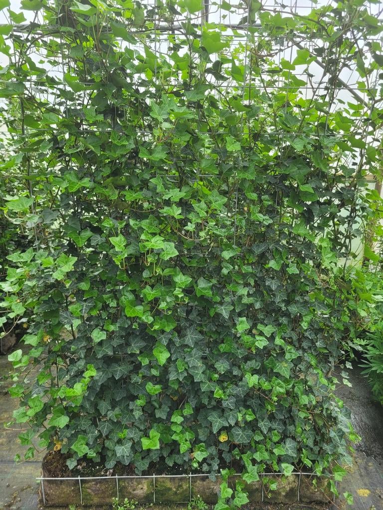 Hedera kant en klaar haag, Ophalen of Verzenden, Overige soorten, 100 tot 250 cm