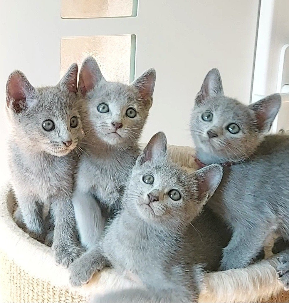 Blauwe Rus Kittens met Stammbom, Meerdere dieren, Met stamboom, 0 tot 2 jaar