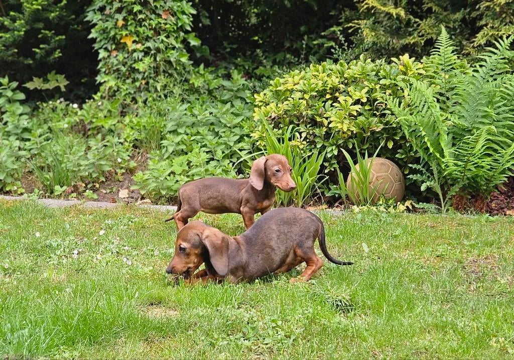 Prachtige lieve kortharige dwergteckels, Dieren en Toebehoren, Honden | Teckels en Dashonden, 8 tot 15 weken, Korthaar, Teef, Dwerg