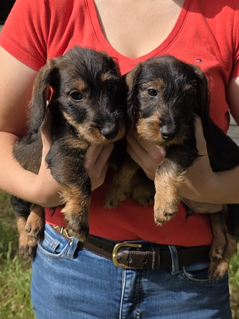 Dwergteckeltjes, Parvo, België, Particulier, Reu