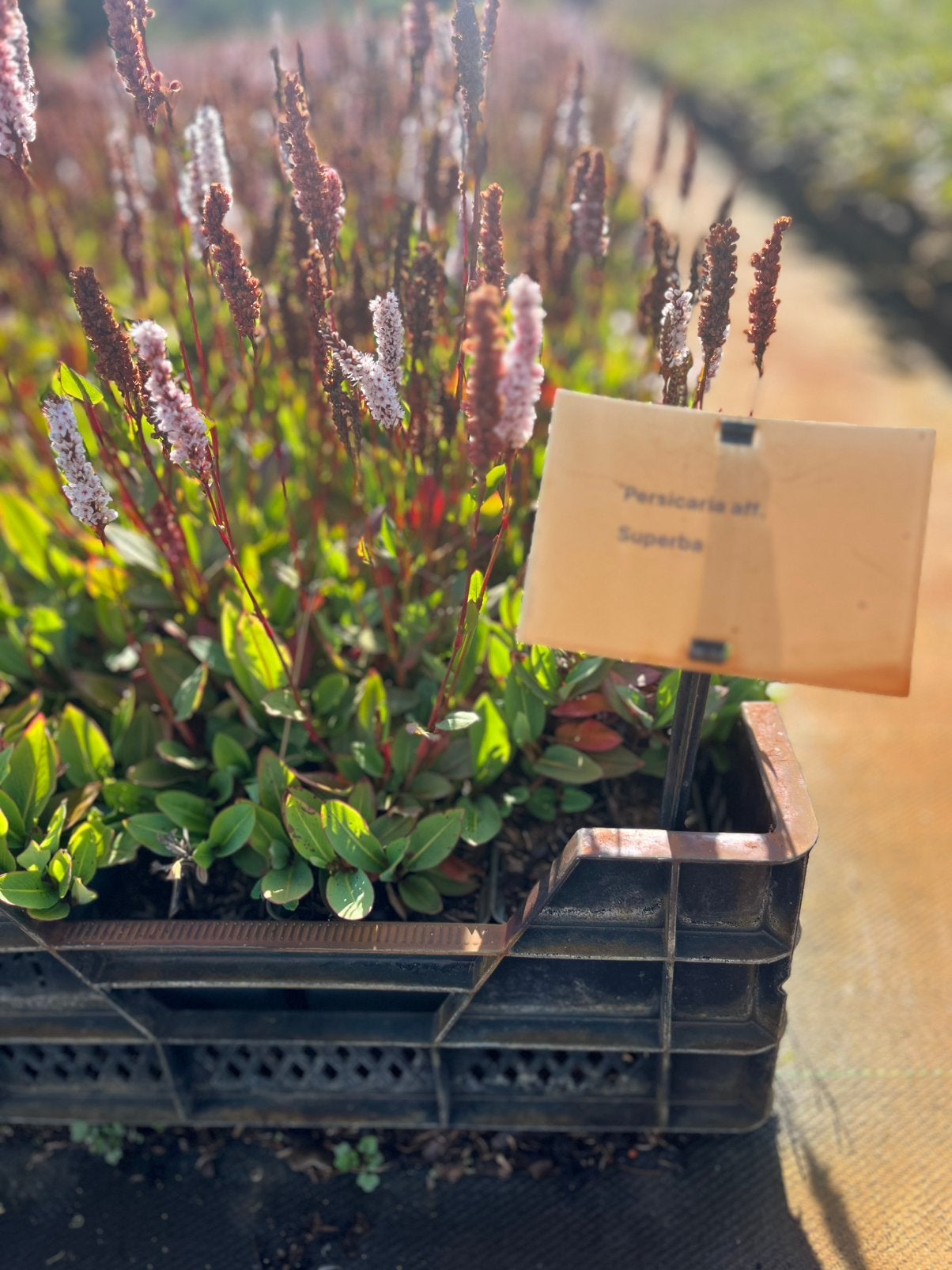 Persicaria Superba P9 €1,20, Ophalen, Overige soorten, Volle zon
