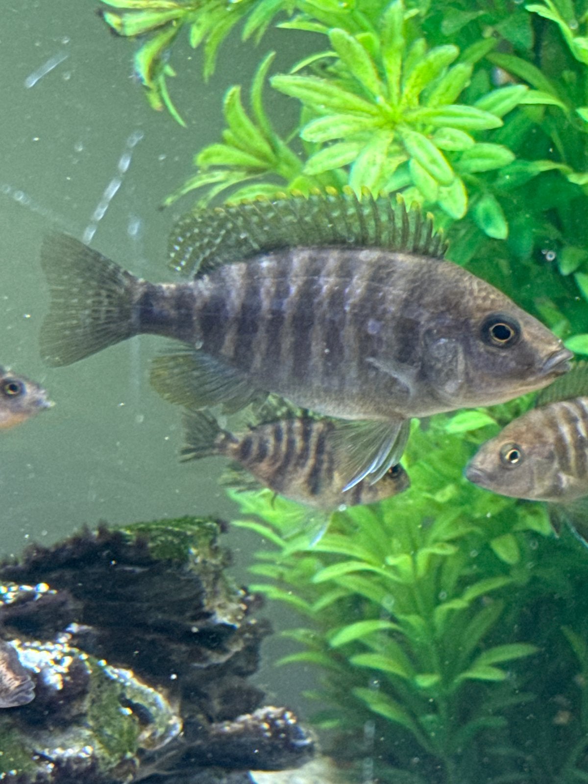 Malawi cichliden, Vis