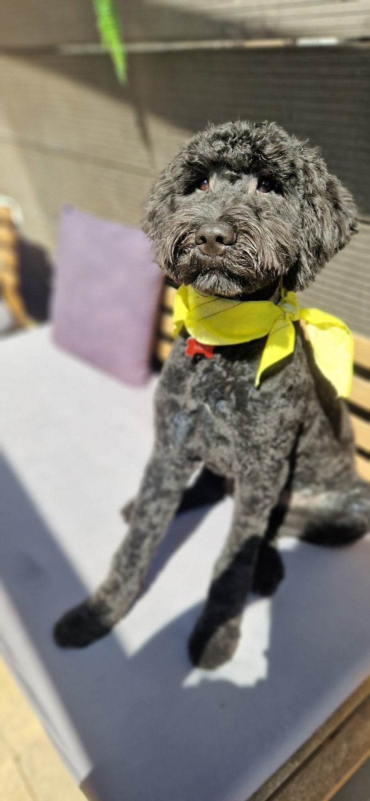 Bernerdoodle pup 6 maanden oud zoekt baasje, 15 weken tot 1 jaar, Reu, Parvo, Eén hond