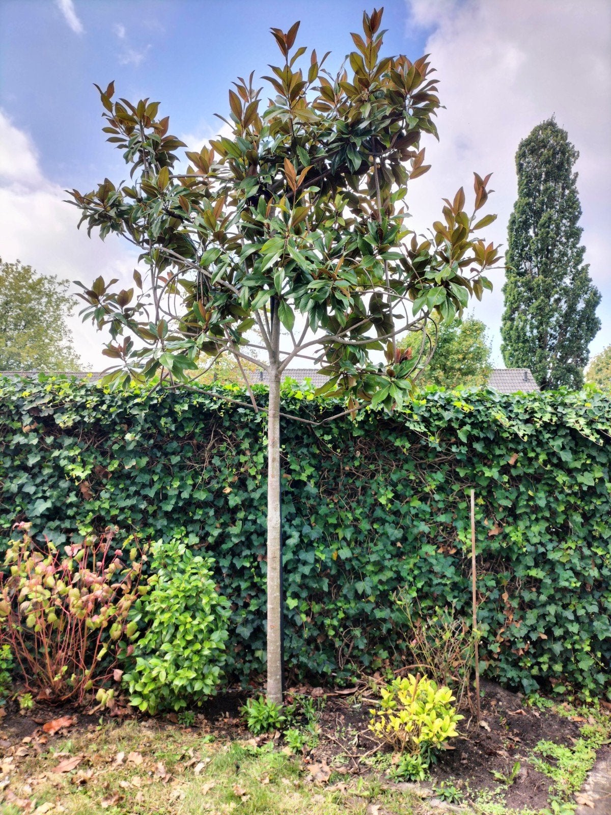 magnolia grandiflora leiboom, Ophalen, Volle zon, Leiboom, 250 tot 400 cm
