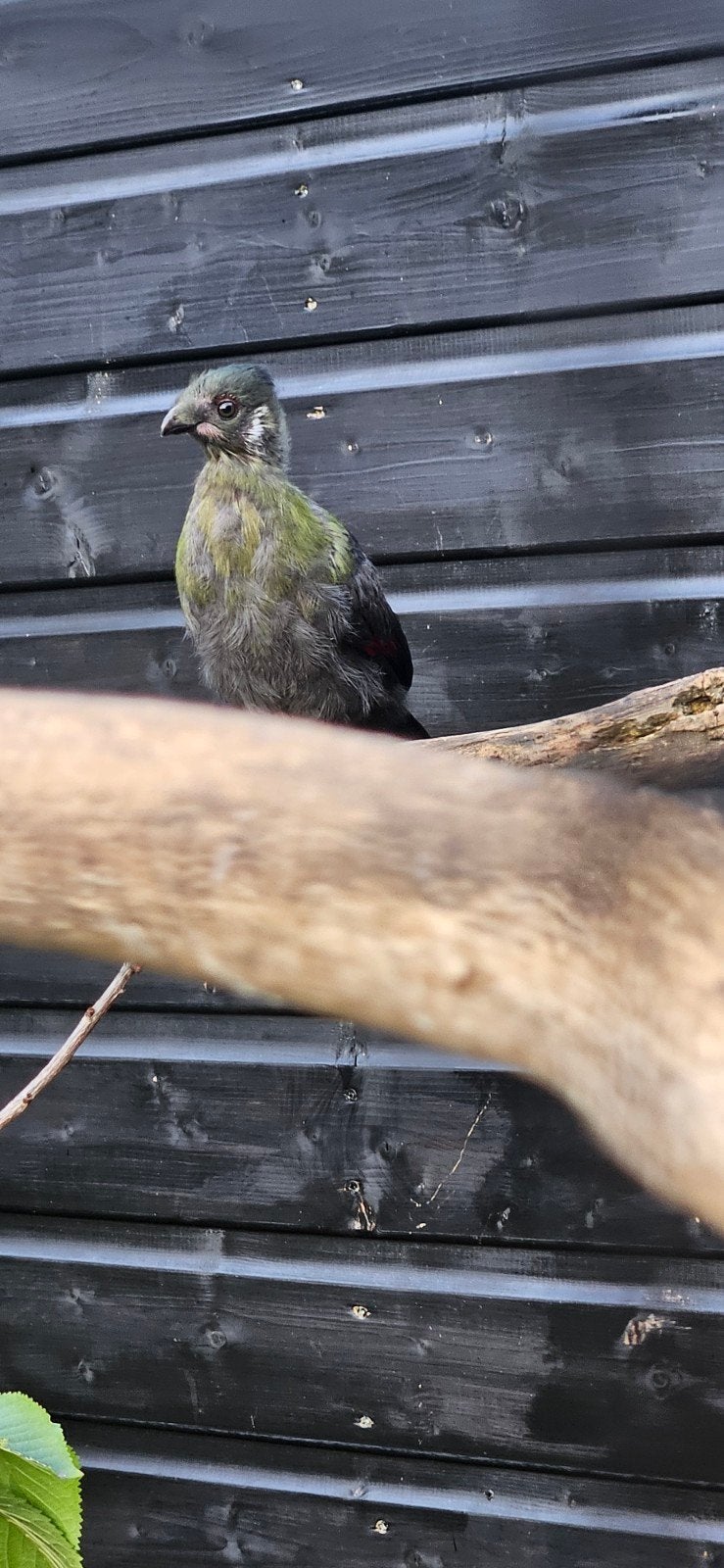 Witwang toerako.s 2026, Dieren en Toebehoren, Vogels | Overige Vogels, Meerdere dieren, Tropenvogel, Geringd