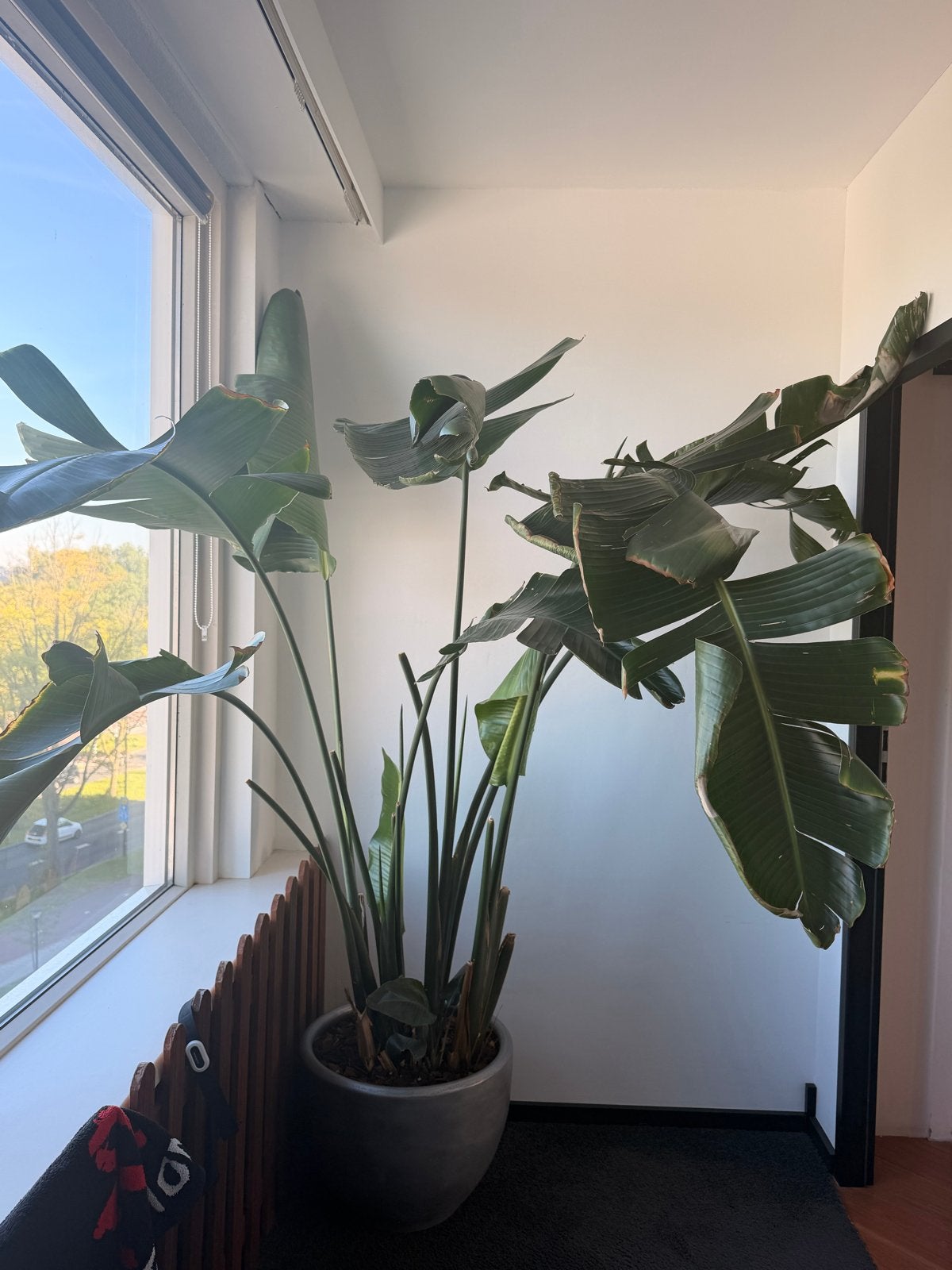 Grote Strelitzia Nicolai - Paradijsvogelplant 2m, Huis en Inrichting, 200 cm of meer, Overige soorten, Ophalen of Verzenden, In pot