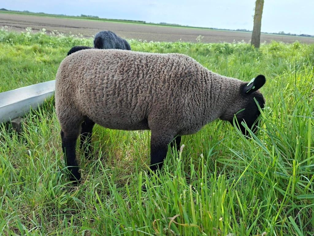 2 kruisling Suffolk ooilammeren te koop, Vrouwelijk, Schaap, 0 tot 2 jaar