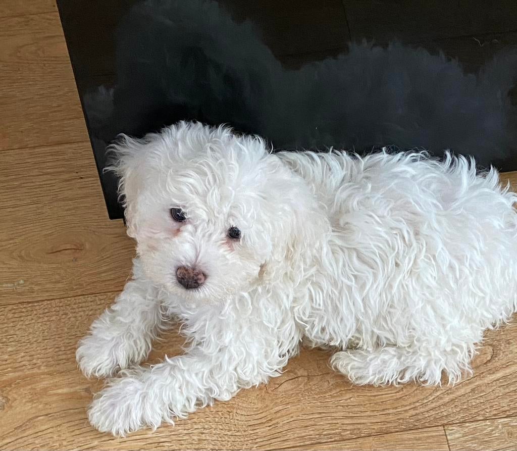 Maltipoo puppys, Parvo, Overige rassen, 8 tot 15 weken, Meerdere