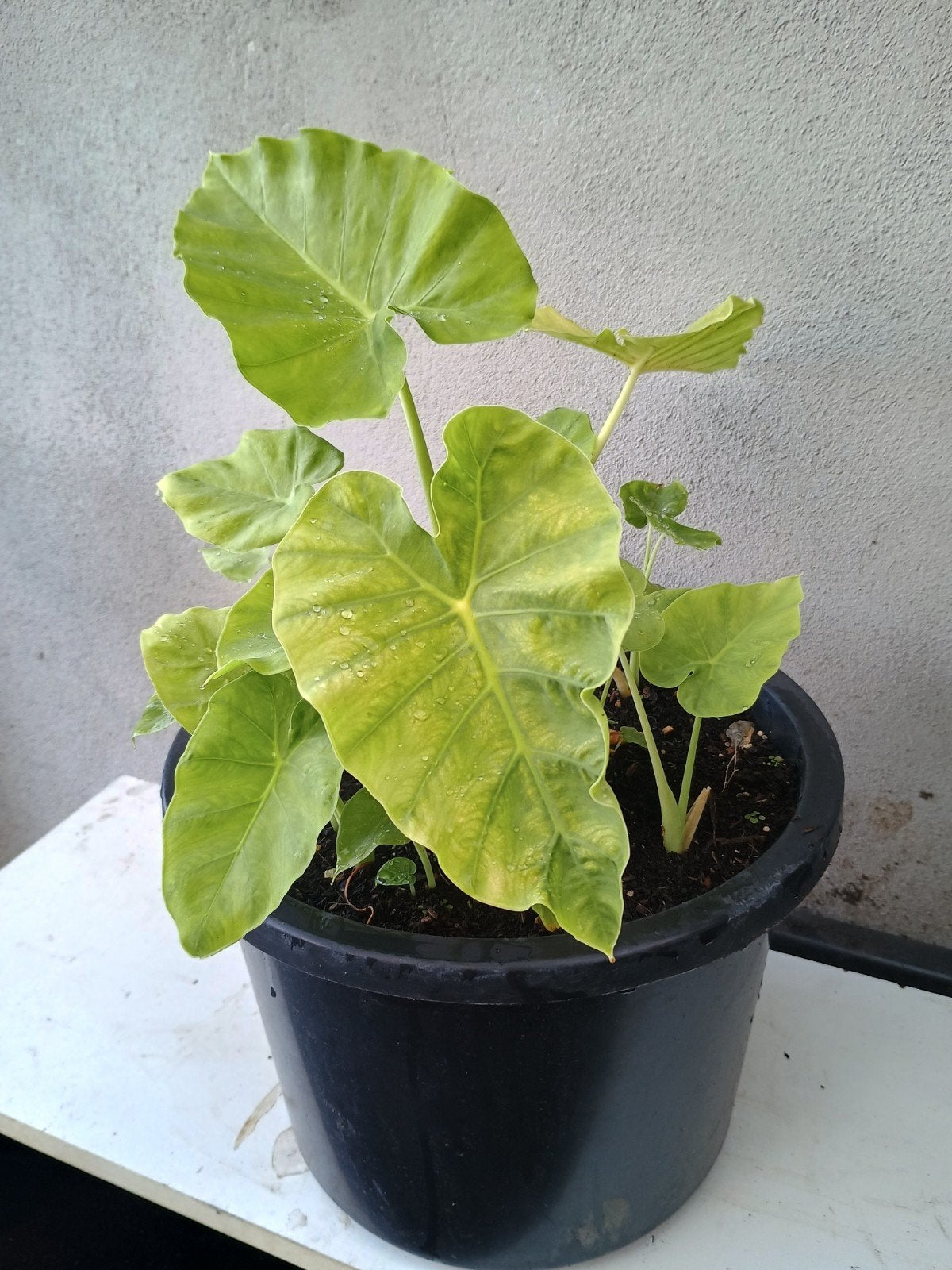 Te koop colocasio jack's giant plant, Ophalen, Overige soorten, Volle zon