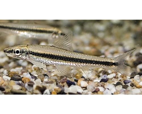 2 x siamese algeneter, Dieren en Toebehoren, Vissen | Aquariumvissen, Vis, Zoetwatervis