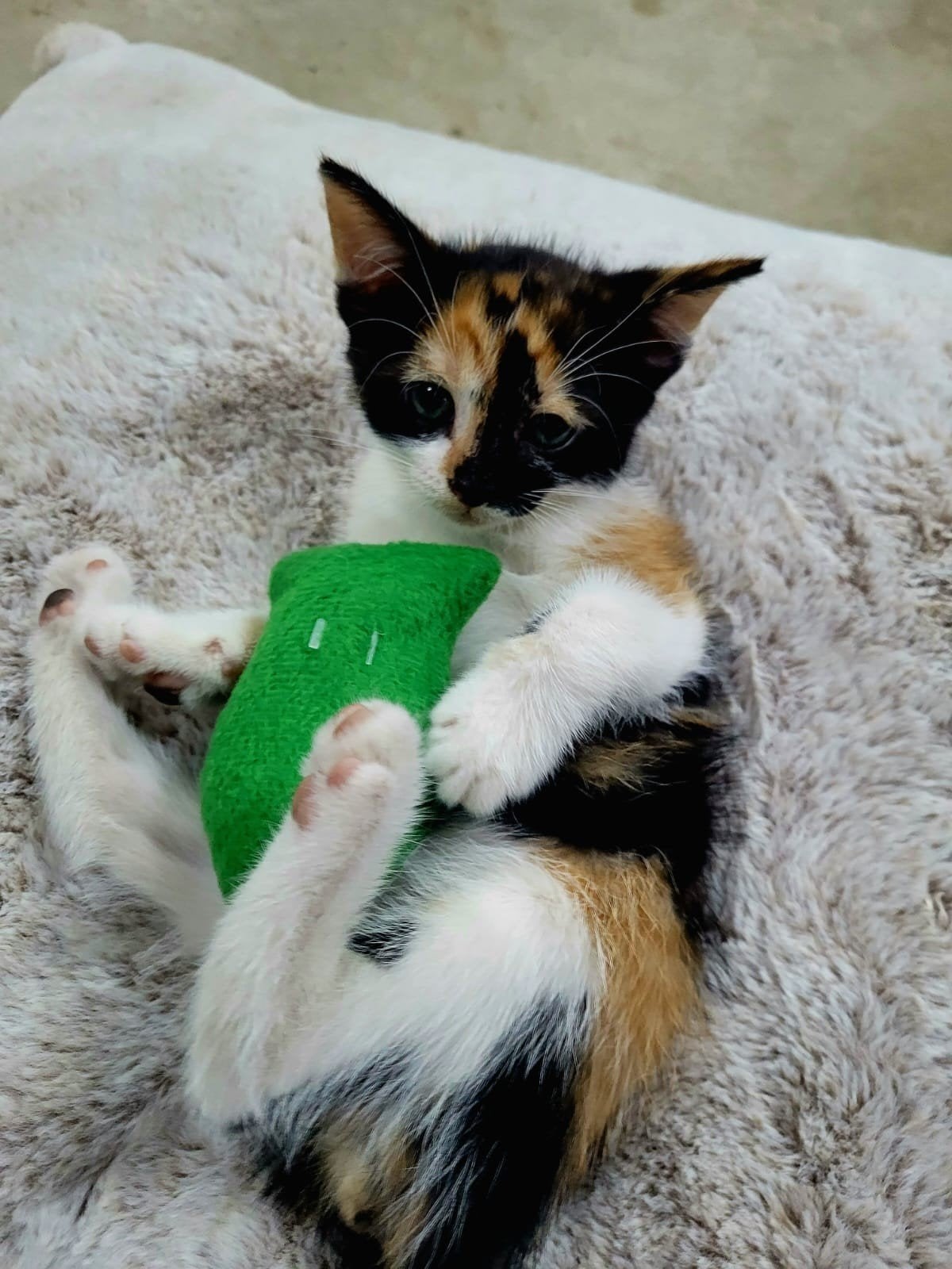 Kittens te koop