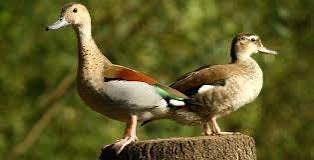 Verschillende siereenden, Dieren en Toebehoren, Pluimvee, Meerdere dieren, Eend