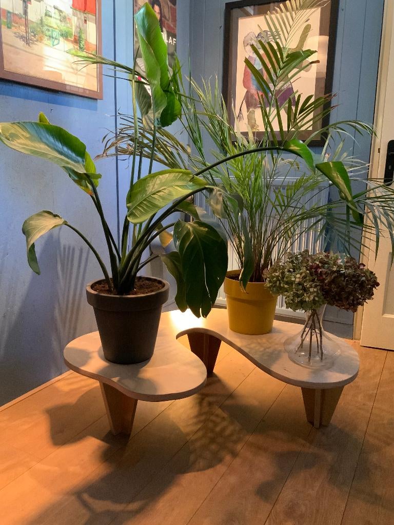 houten plantentafel, Ophalen, Minder dan 45 cm, Nieuw, 75 cm of meer
