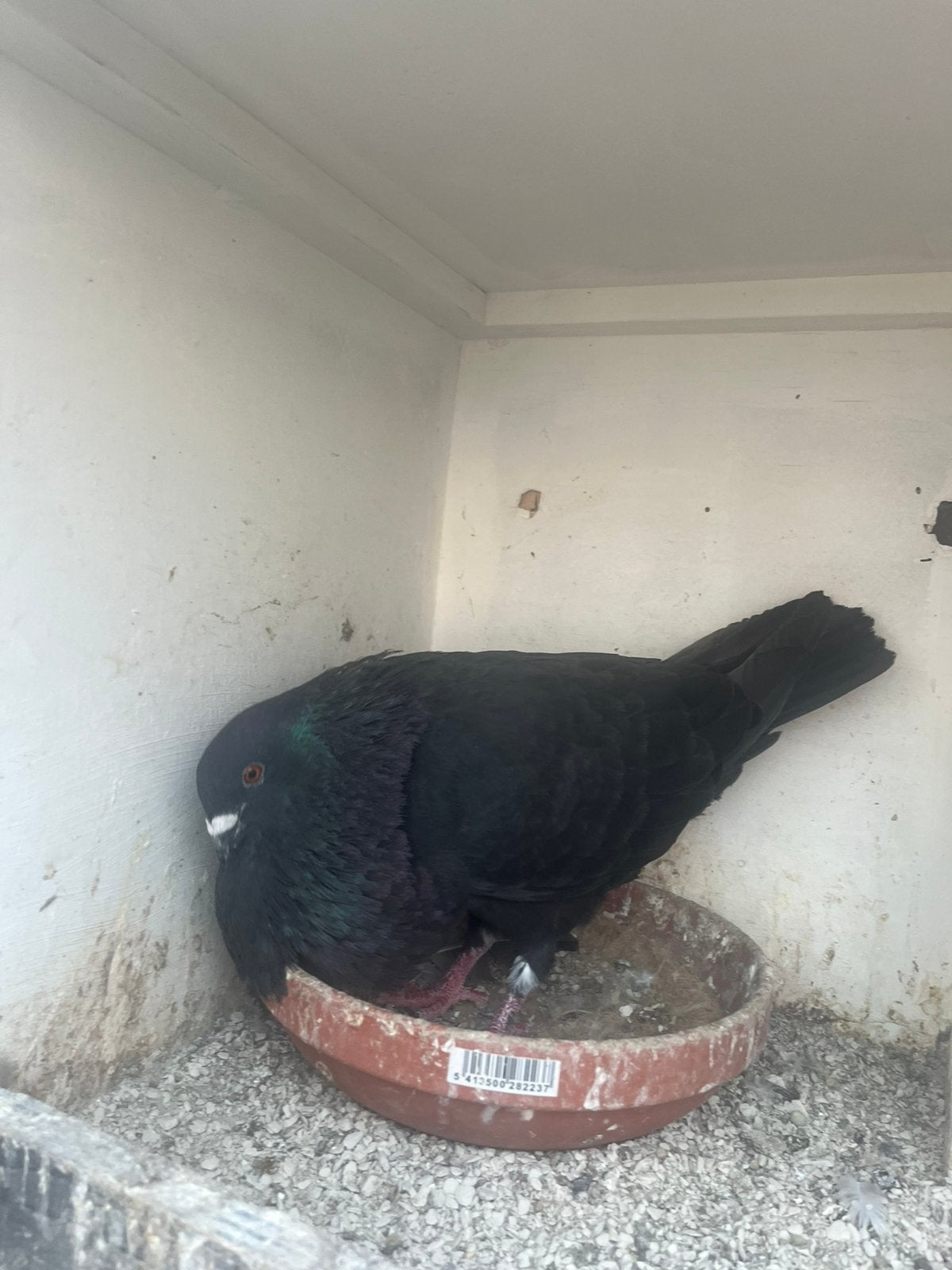 Bastaard, Dieren en Toebehoren, Vogels | Duiven, Mannelijk, Kropper