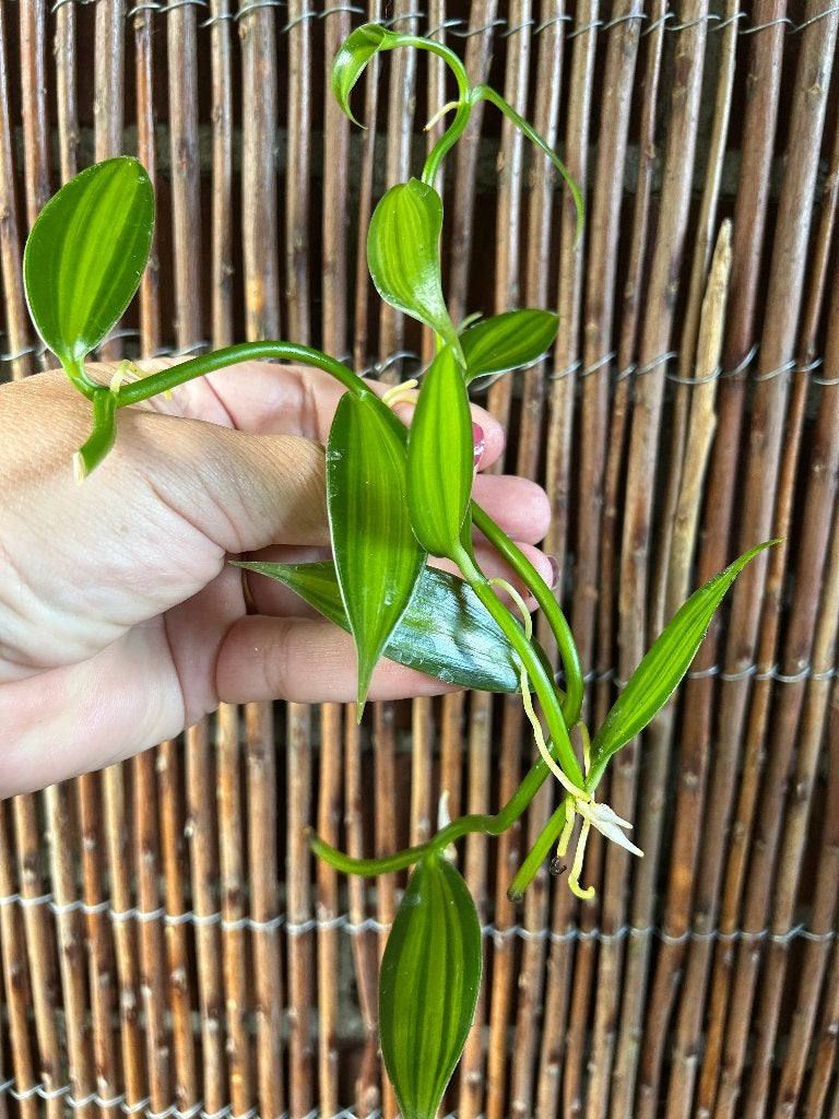 Vanilla orchidee ‘Vanilla planifolia variegated’🌱, Huis en Inrichting, Bloeiende kamerplant, Ophalen of Verzenden, Halfschaduw