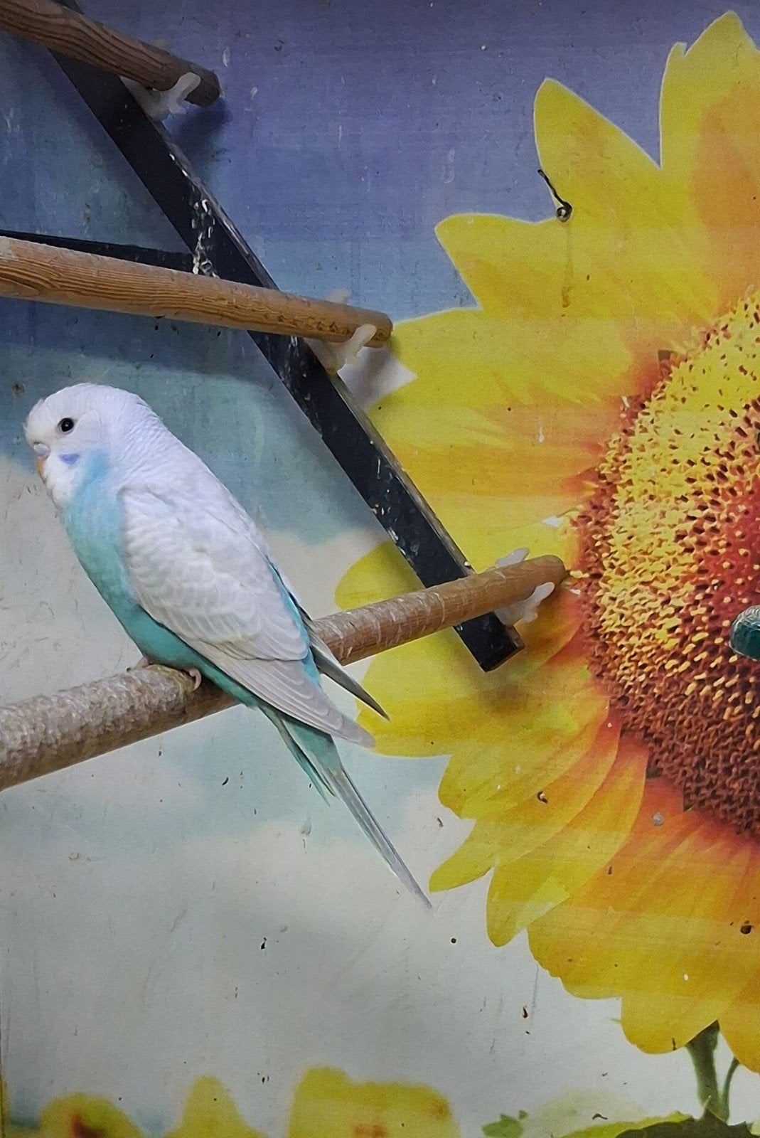 jonge grasparkieten, Dieren en Toebehoren, Vogels | Parkieten en Papegaaien, Meerdere dieren, Parkiet, Tam