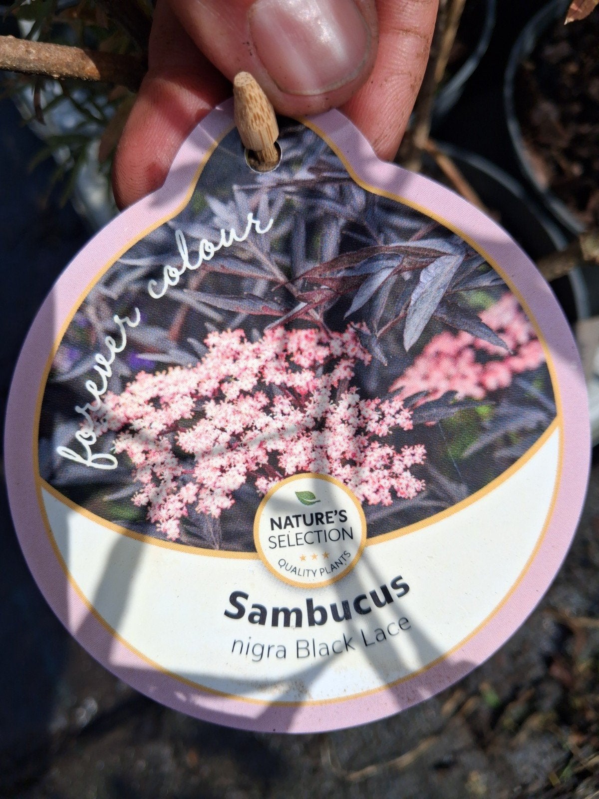 Sambucus nigra 'Black Lace' - Zwarte Vlier €11,95 pst, Ophalen of Verzenden, Overige soorten, Struik, Minder dan 100 cm