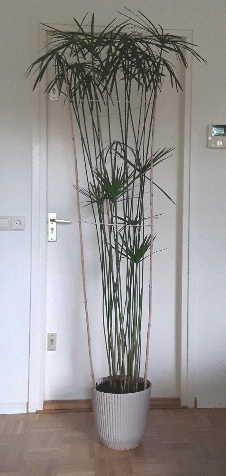 Papyrus in kunststof pot - hoogte 2 meter - paraplu plant, Ophalen, Halfschaduw, 200 cm of meer