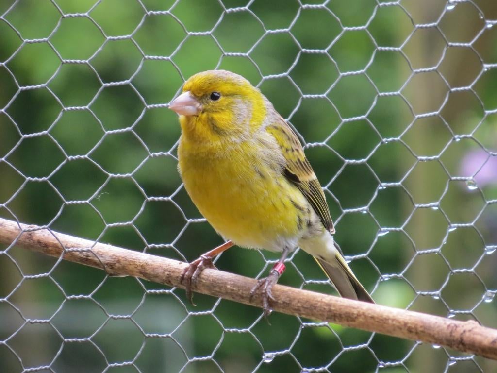 Kanarie man  serinus canaria, Mannelijk, Wildzangvogel, Tam