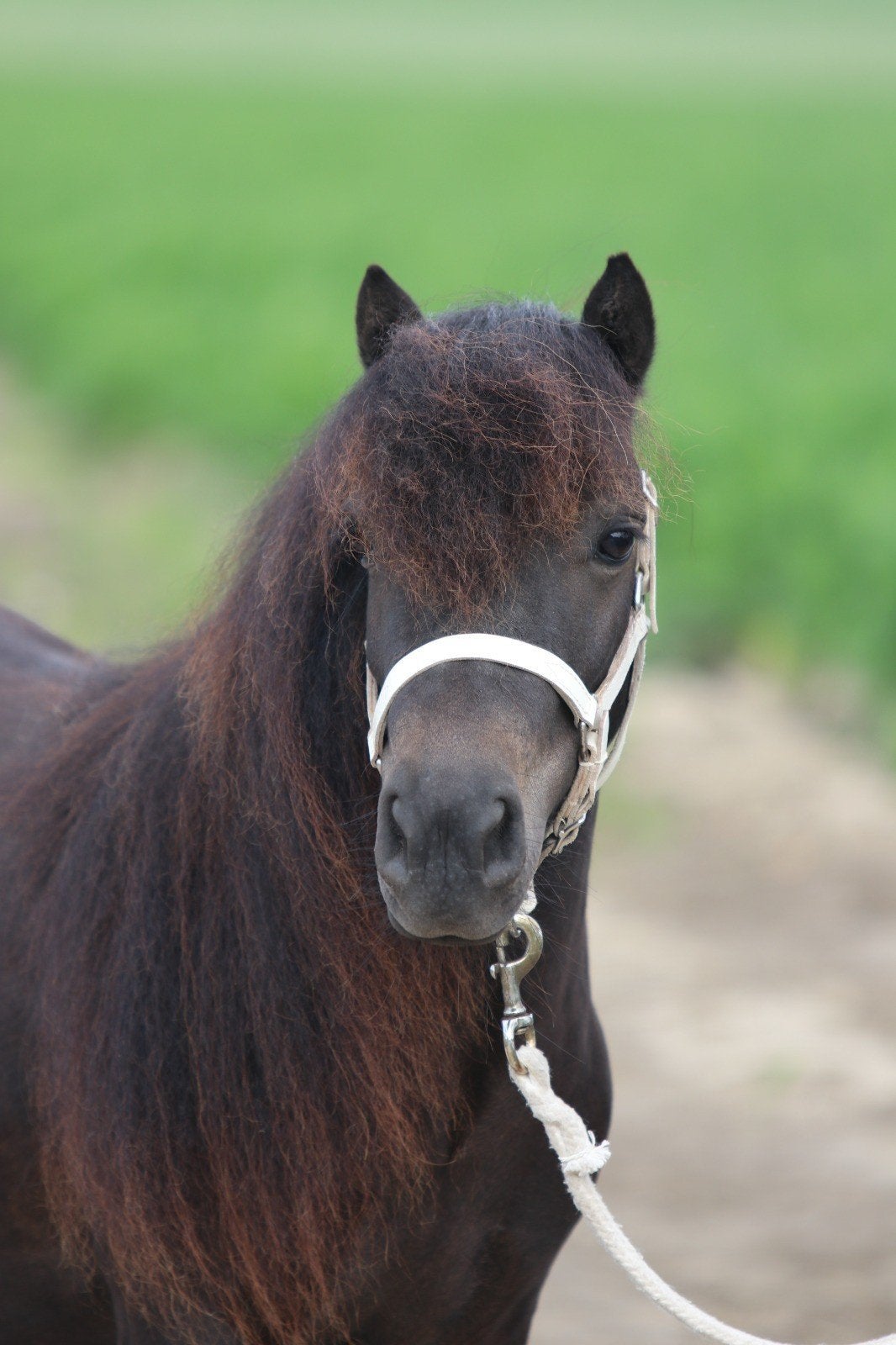 Prachtige zwarte shetlander merrie, Dieren en Toebehoren, Merrie, Gechipt, 3 tot 6 jaar
