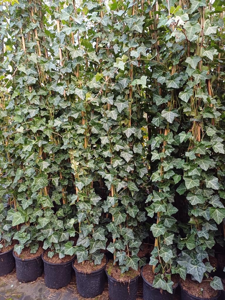 klimop hedera hibernica, Ophalen, Vaste plant, Bloeit niet, Halfschaduw