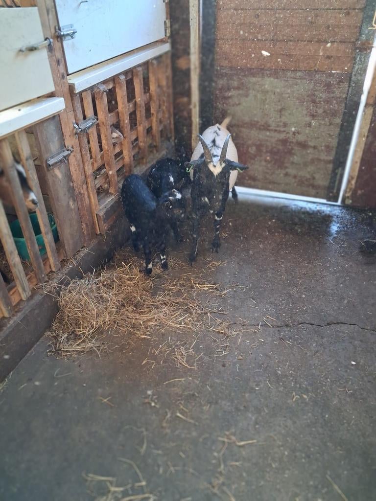 Stelletje dwerggeitjes, Dieren en Toebehoren, Mannelijk, Eend