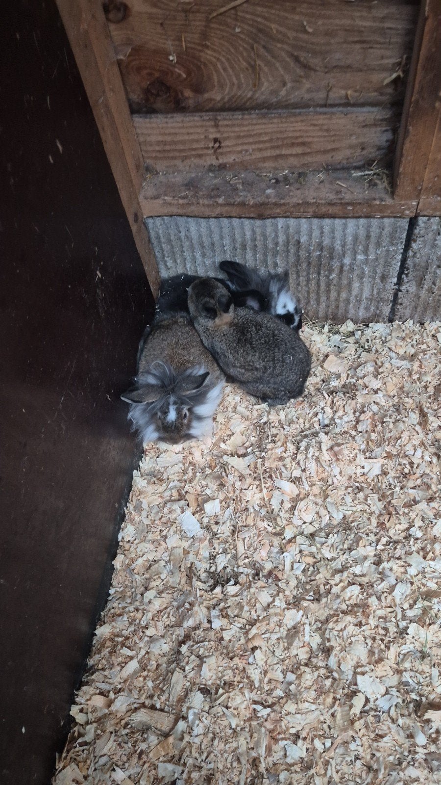 jonge konijnen, Meerdere dieren